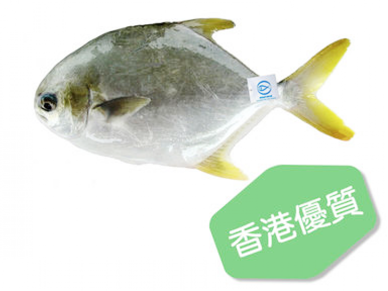 本地優質養魚 黃立倉400g	